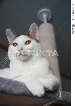 Indoor life of a cute cat 101466094