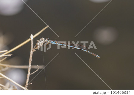 春の国営みちのく杜の湖畔公園　枝に止まるイトトンボ　宮城県川崎町 101466334