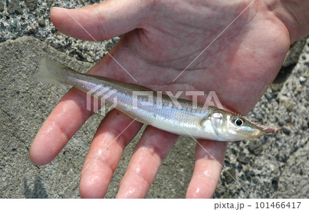 釣れたシロギスを生きている状態で手持ちで撮った 釣れたシロギスを生きている状態で手持ちで撮った 101466417