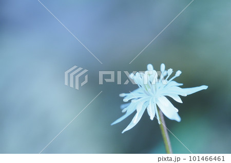 セリバオウレンの白い花一輪 セリバオウレンの白い花一輪 101466461