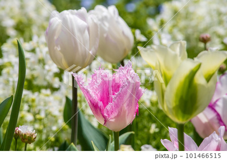 春の花壇に咲くピンク色のチューリップ春の花壇に咲くピンク色のチューリップ 101466515