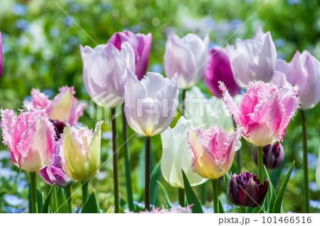 春の花壇に咲くピンク色のチューリップの花 101466516