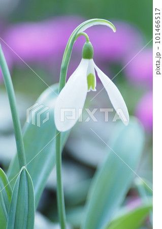 可憐なスノードロップの花 可憐なスノードロップの花 101466517