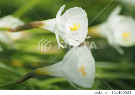 白い花 白い花 101466521