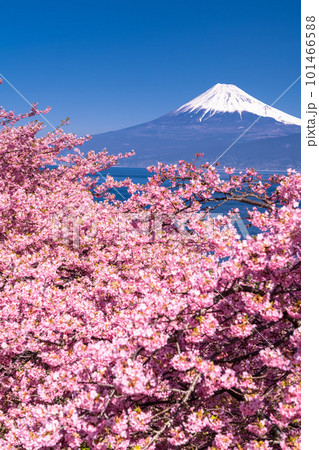 《静岡県》富士山と河津桜・沼津市井田 《静岡県》富士山と河津桜・沼津市井田 101466588