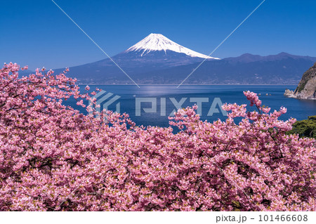 《静岡県》富士山と河津桜・沼津市井田 《静岡県》富士山と河津桜・沼津市井田 101466608