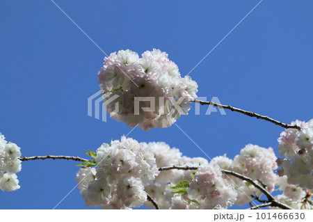 青空に映える八重桜 青空に映える八重桜 101466630