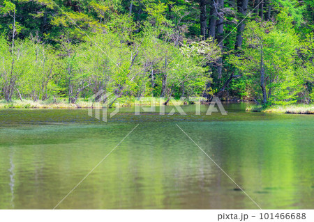 【絶景】初夏の上高地の明神池【長野県】 【絶景】初夏の上高地の明神池【長野県】 101466688
