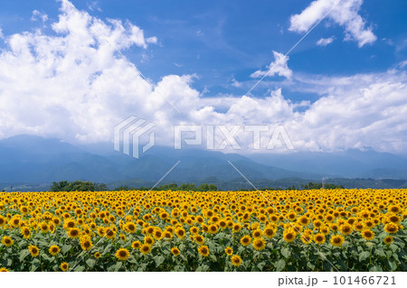 ひまわり・夏イメージ 101466721