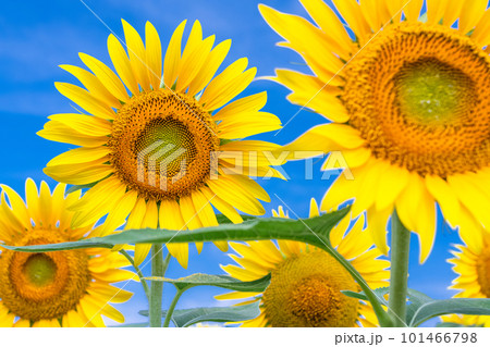 ひまわり・夏イメージ ひまわり・夏イメージ 101466798