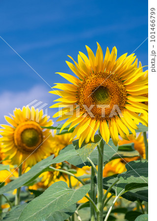 ひまわり・夏イメージ 101466799