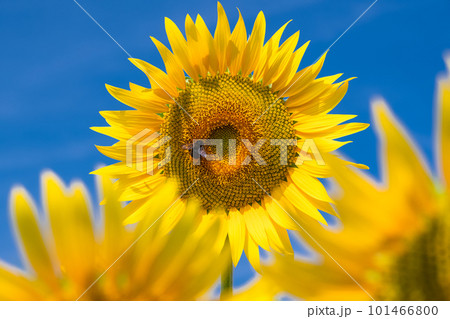 ひまわり・夏イメージ 101466800