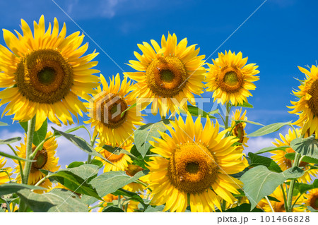 ひまわり・夏イメージ ひまわり・夏イメージ 101466828