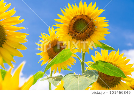 ひまわり・夏イメージ 101466849