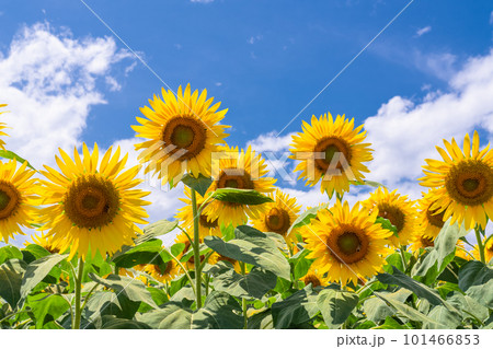 ひまわり・夏イメージ ひまわり・夏イメージ 101466853