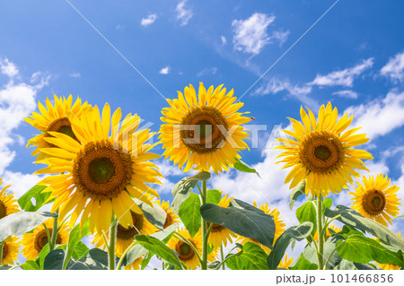 ひまわり・夏イメージ 101466856