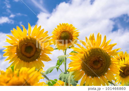 ひまわり・夏イメージ 101466860