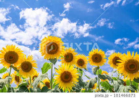 ひまわり・夏イメージ ひまわり・夏イメージ 101466873