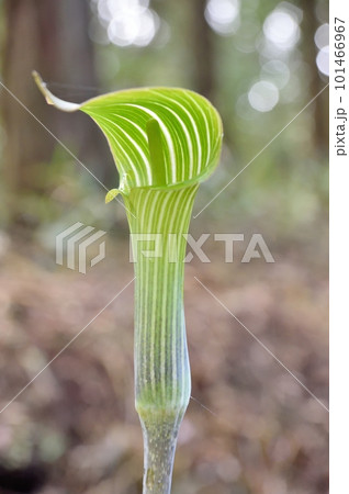 マムシグサの花 マムシグサの花 101466967