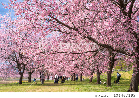 《埼玉県》美しい安行寒桜の桜並木・北浅羽桜堤公園 《埼玉県》美しい安行寒桜の桜並木・北浅羽桜堤公園 101467195