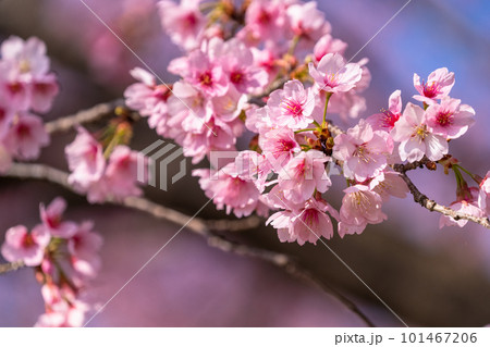 《埼玉県》美しい安行寒桜の桜並木・北浅羽桜堤公園 《埼玉県》美しい安行寒桜の桜並木・北浅羽桜堤公園 101467206