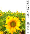 ひまわり畑に咲く大きなひまわり 101467286