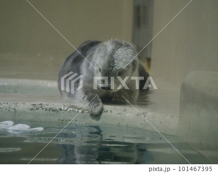 湯加減を確認するようなラッコ 湯加減を確認するようなラッコ 101467395