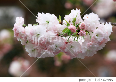 サトザクラ(松月) サトザクラ(松月) 101467495