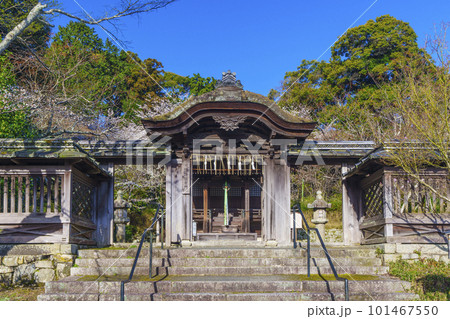 三井寺 護法善神堂 唐門 桜咲く季節(滋賀県大津市) 三井寺 護法善神堂 唐門 桜咲く季節(滋賀県大津市) 101467550