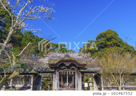 三井寺　護法善神堂　唐門　桜咲く季節（滋賀県大津市） 101467552