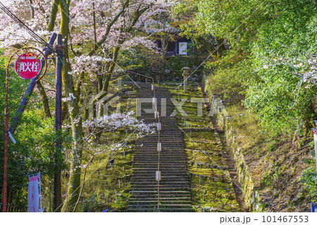 三井寺（園城寺）総門すぐの観音堂まで続く長い階段　桜咲く季節 101467553