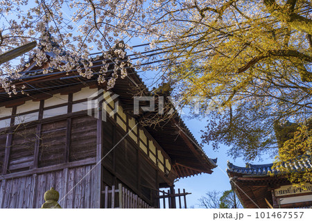 三井寺(園城寺)階段を登り切った先にある観音堂 桜咲く季節 三井寺(園城寺)階段を登り切った先にある観音堂 桜咲く季節 101467557
