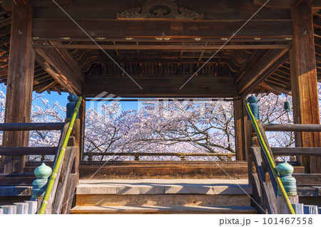 三井寺（園城寺）　桜映える観月舞台 101467558