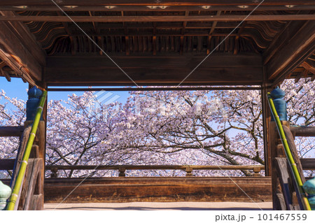 三井寺(園城寺) 桜映える観月舞台 三井寺(園城寺) 桜映える観月舞台 101467559