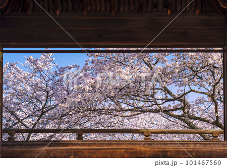 三井寺(園城寺) 桜映える観月舞台 三井寺(園城寺) 桜映える観月舞台 101467560