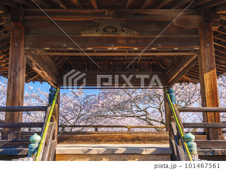 三井寺（園城寺）　桜映える観月舞台 101467561