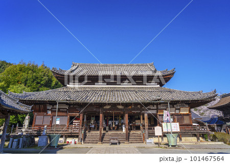 三井寺(園城寺)観音堂 桜咲く季節 三井寺(園城寺)観音堂 桜咲く季節 101467564