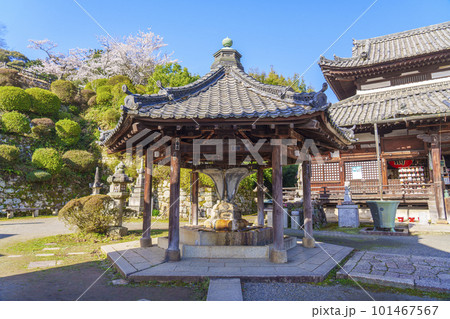 三井寺（園城寺）観音堂　手水舎　桜咲く季節 101467567