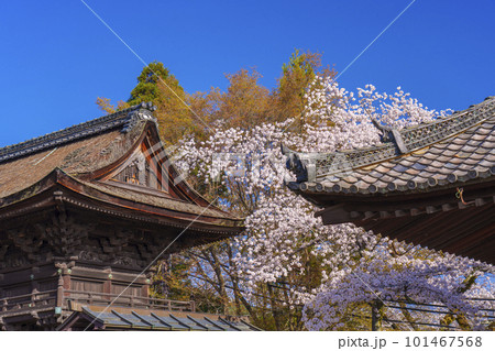 三井寺（園城寺）南院札所伽藍　鐘楼　春の青空に映える桜 101467568