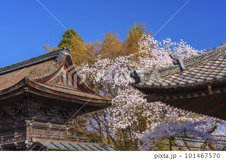 三井寺（園城寺）南院札所伽藍　鐘楼　春の青空に映える桜 101467570