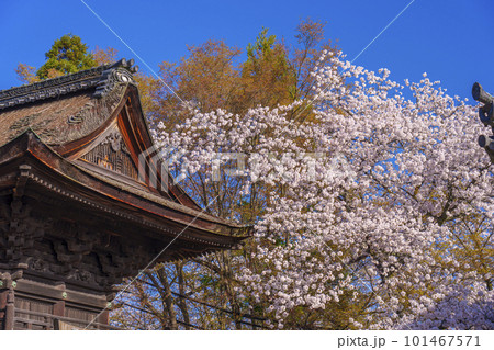 三井寺(園城寺)南院札所伽藍 鐘楼 春の青空に映える桜 三井寺(園城寺)南院札所伽藍 鐘楼 春の青空に映える桜 101467571