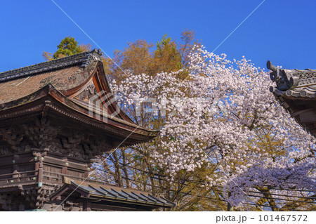 三井寺（園城寺）南院札所伽藍　鐘楼　春の青空に映える桜 101467572