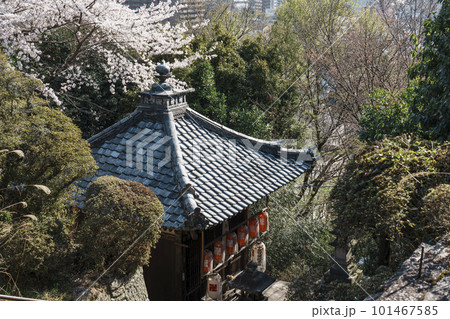 滋賀 三井寺 地蔵堂(南院札所伽藍) 桜咲く季節 滋賀 三井寺 地蔵堂(南院札所伽藍) 桜咲く季節 101467585