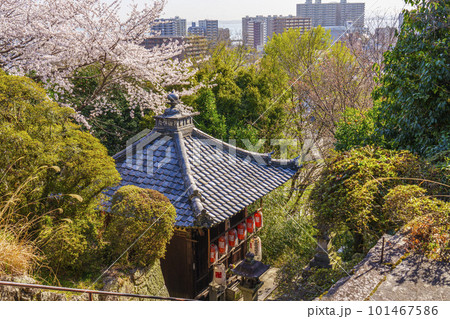 滋賀 三井寺 地蔵堂(南院札所伽藍) 桜咲く季節 滋賀 三井寺 地蔵堂(南院札所伽藍) 桜咲く季節 101467586