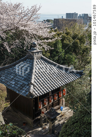滋賀 三井寺 地蔵堂(南院札所伽藍) 桜咲く季節 滋賀 三井寺 地蔵堂(南院札所伽藍) 桜咲く季節 101467589
