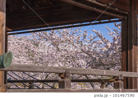 三井寺（園城寺）　桜映える観月舞台 101467590