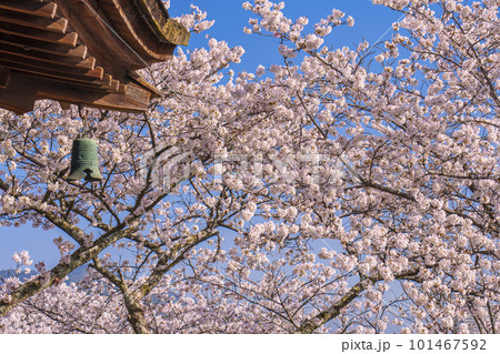 三井寺（園城寺）　桜映える観月舞台 101467592
