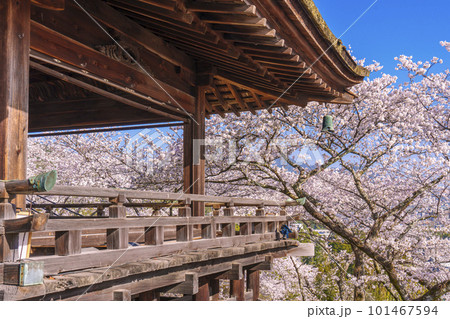 三井寺（園城寺）　桜映える観月舞台 101467594