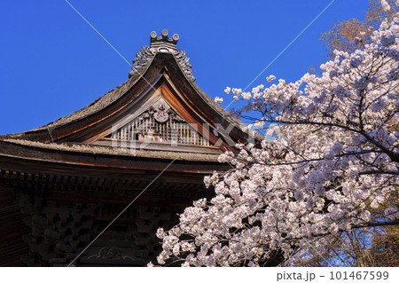 三井寺　桜に包まれた鐘楼（南院札所伽藍） 101467599