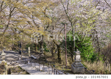 三井寺（園城寺）総門すぐの観音堂まで続く長い階段　桜咲く季節 101467601